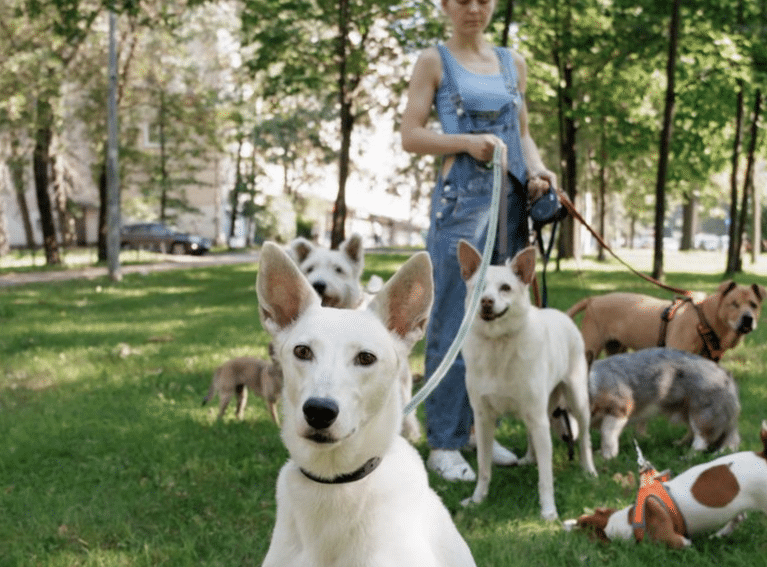 How to Socialize Your Dog at Any Age