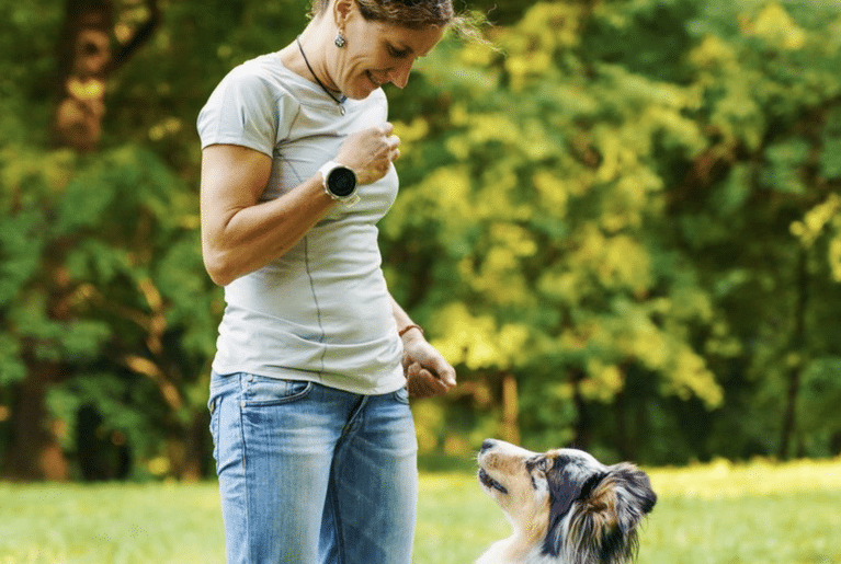 The Beginner’s Guide to Positive Reinforcement Training