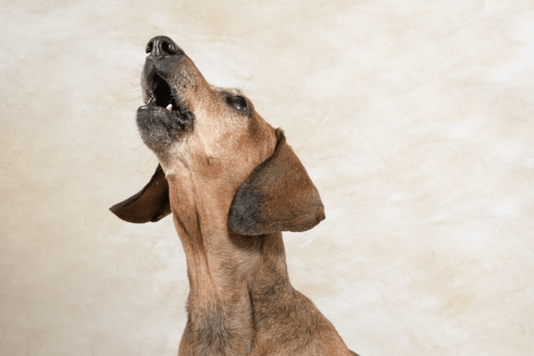 15 Common Dog Behavior Problems and How to Fix Them