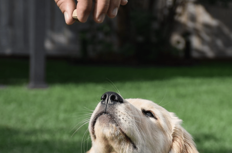 17 Puppy Training Tips That Actually Work