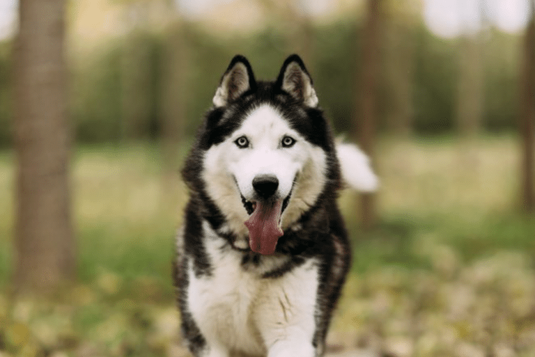 A Beginner’s Guide to Understanding Breed Temperaments