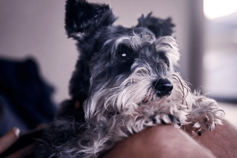 How to Build a Simple Dog Care Routine That Actually Sticks
