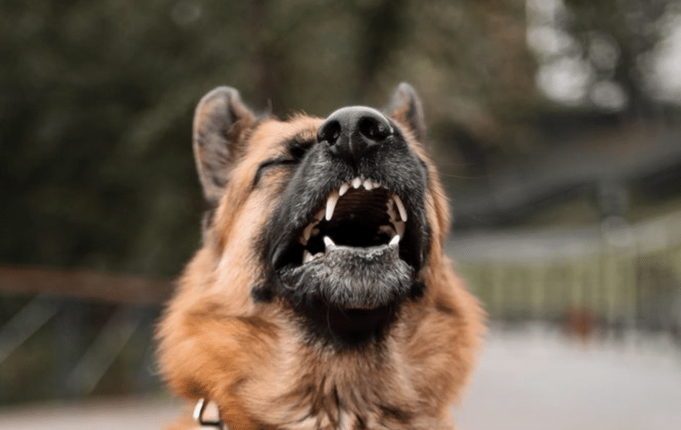 15 Common Dog Behavior Problems and How to Fix Them