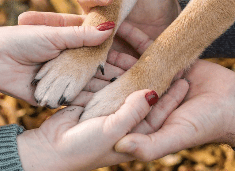 The Complete Guide to Adopting Your First Rescue Dog