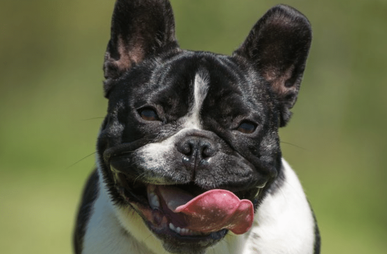 How to Choose the Right Dog Breed for Your Lifestyle