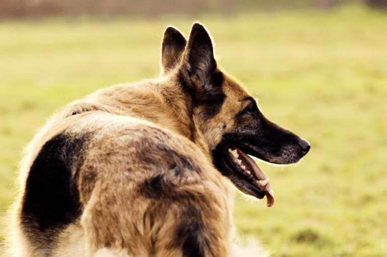 A Complete Guide to Grooming Your Dog at Home