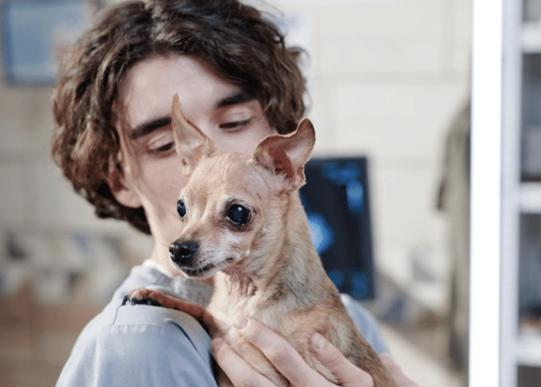 How to Help a Rescue Dog Adjust to Their New Home