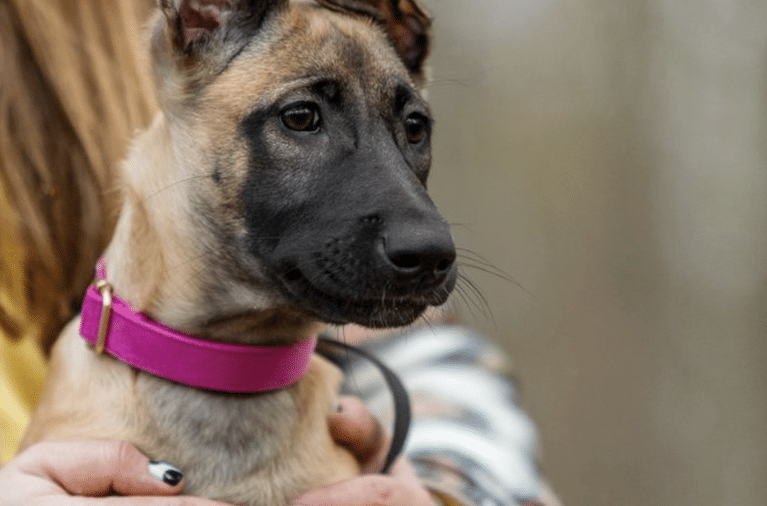 19 Questions to Ask Before Adopting a Rescue Dog