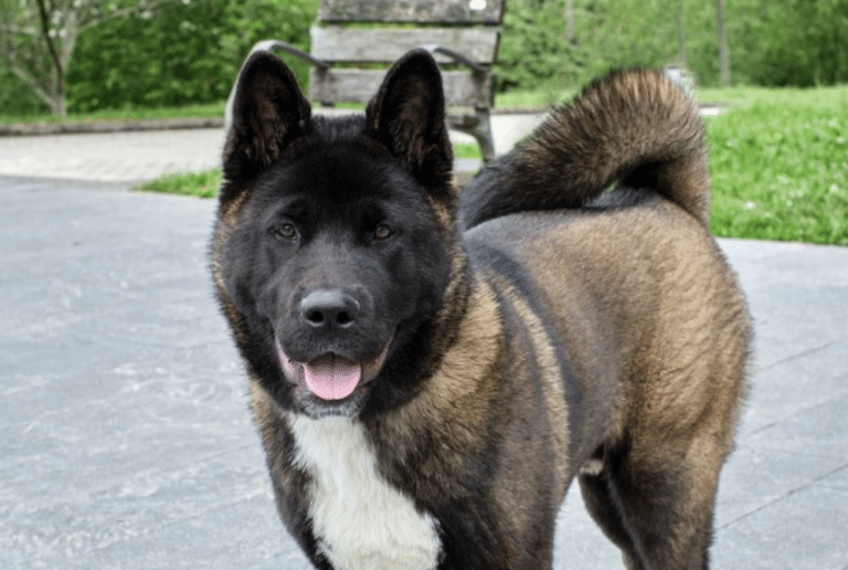 19 Most Loyal Dog Breeds You’ll Want to Bring Home