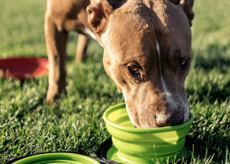 19 Everyday Dog Care Habits That Make a Real Difference