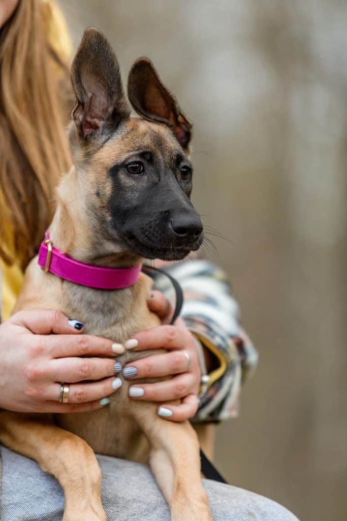 Person Holding Belgian Malinois Puppy with Pink Collar