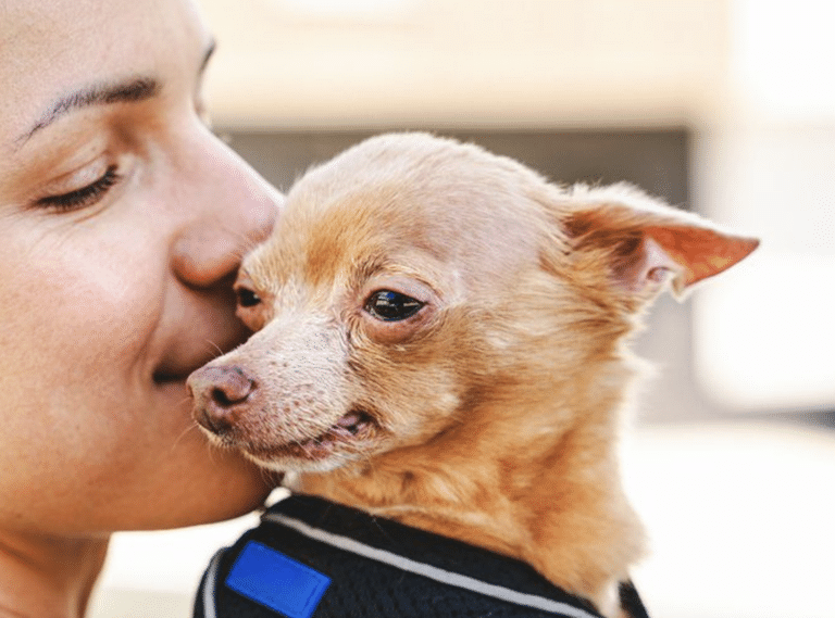 15 Things to Know Before You Foster Your First Dog