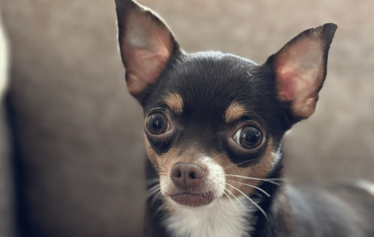 15 Best Dog Breeds for Apartment Living