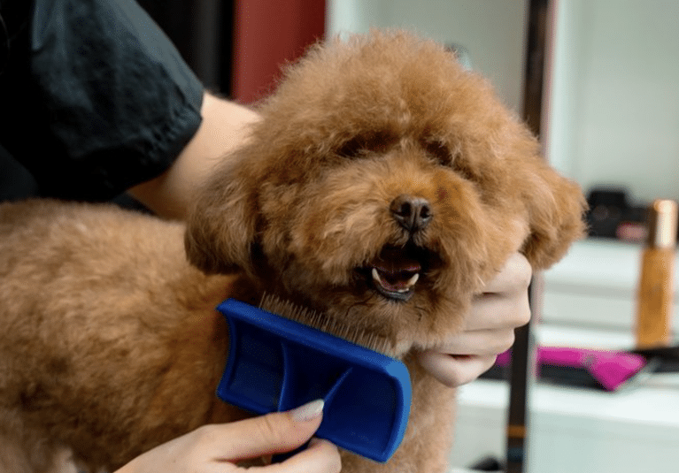 15 Signs Your Dog’s Coat Needs More Attention