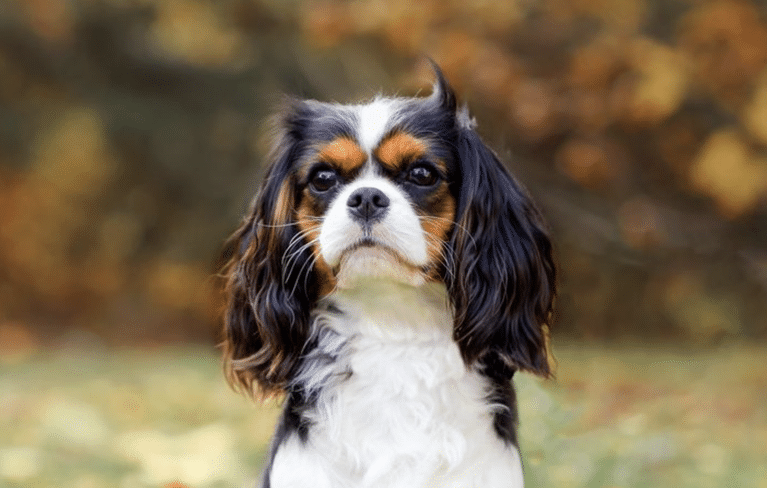17 Best Dog Breeds for First-Time Owners