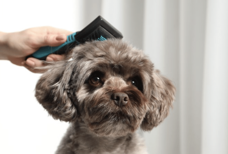 17 Grooming Tips Every Dog Owner Should Know